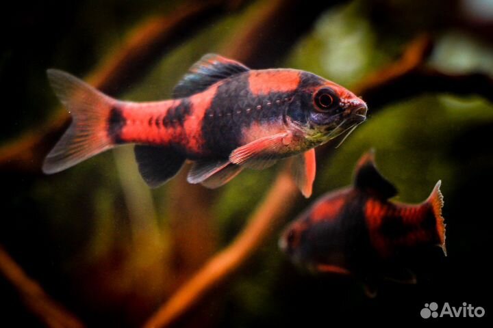 Аквариумные рыбки