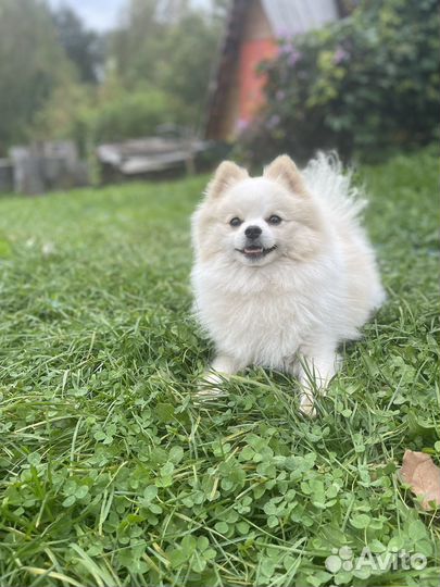 Немецкий шпиц