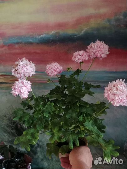 Комнатные цветы