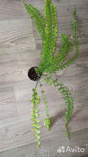 Нефролепис Hillii