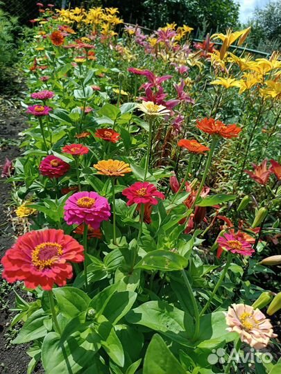 Семена цветов, семена укропа