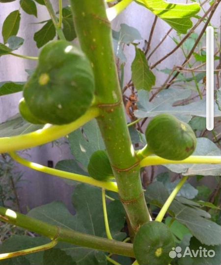 Плодоносящие экзоты