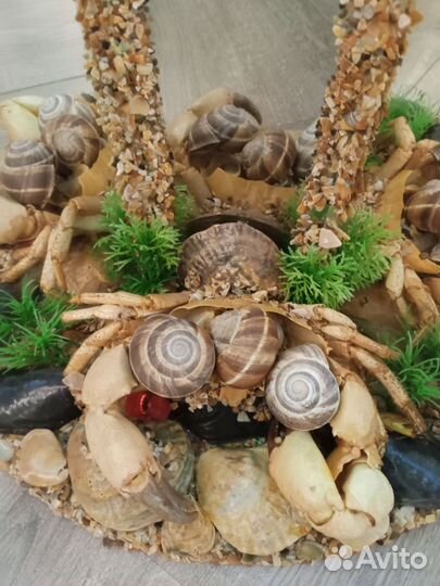 Морские ракушки раковины