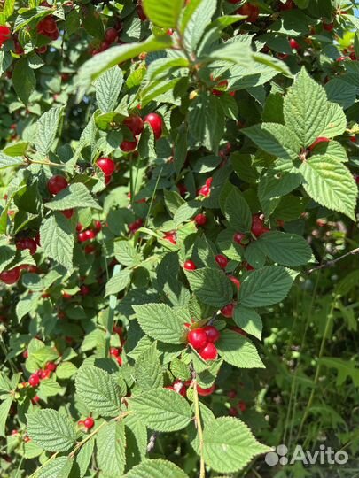 Войлочная вишня 130 р