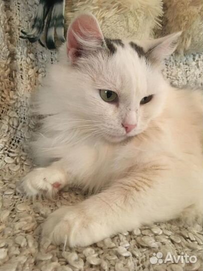 Кошечка Белка в добрые руки