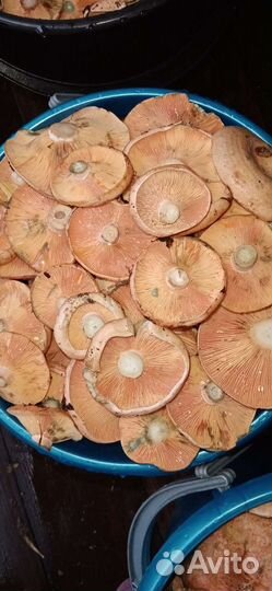 Грибы Рыжики свежие