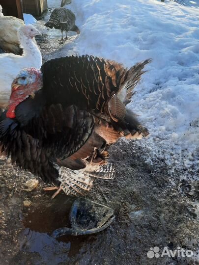 Инкубационное яйцо индейки домашнее