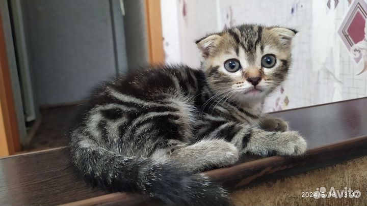 Шотландская вислоухая