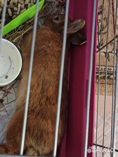 Кролик карликовый