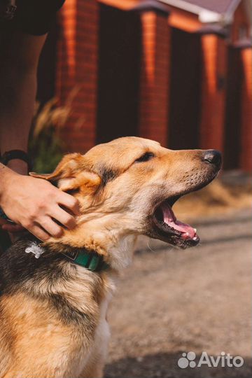 Выброшенный на помойку щенок ищет семью