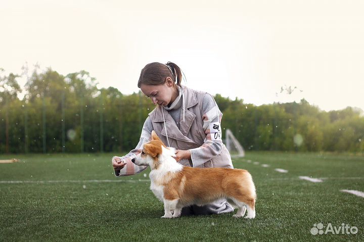 Кинолог. Инструктор по вязке. Хендлер