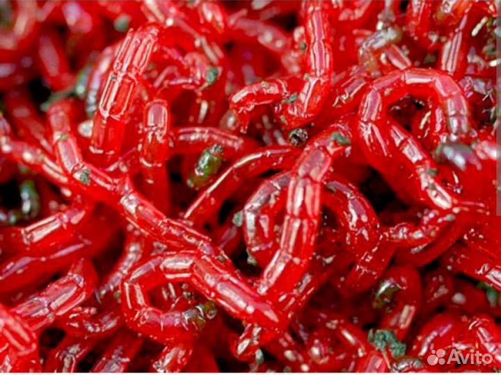 Мотыль живой