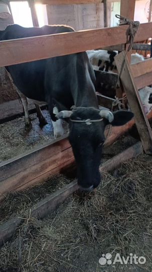 Корова дойная