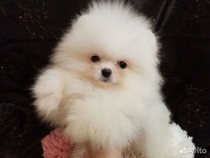 Мишки померанские миник