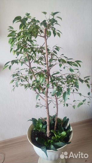 Фикус бенджамина