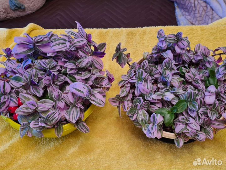 Нанук традесканция