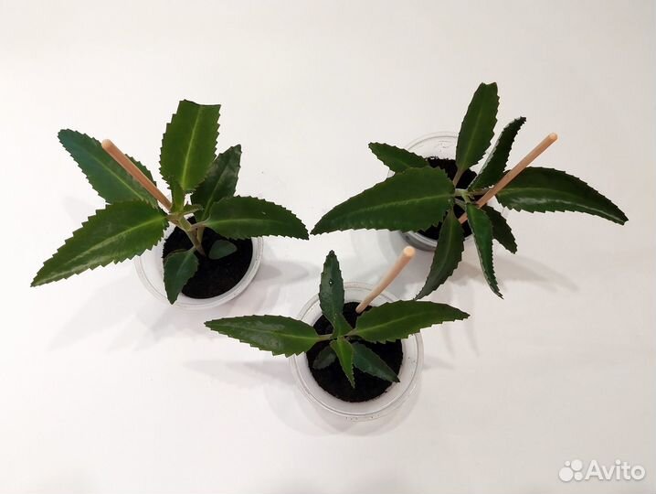 Каланхоэ лечебное отдам за шоколадку