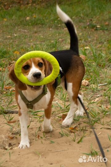 Кольцо для собак