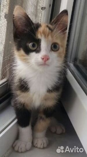 Отдам котёнка девочку (трехцветный метис)