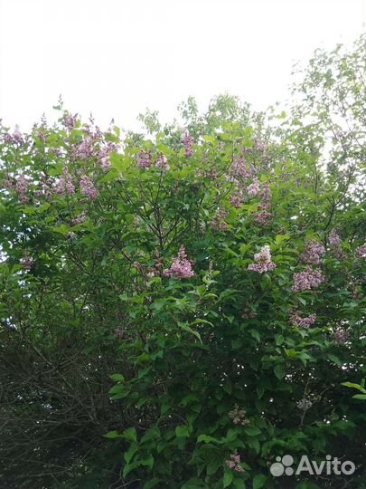 Сирень белая,сиреневая Венгерская