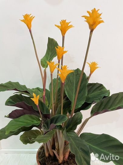 Калатея кроката