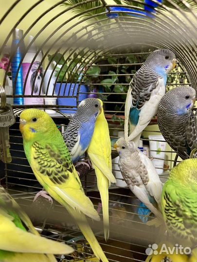 Продам попугаев