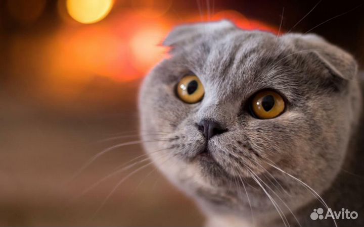 Шотландская кошка