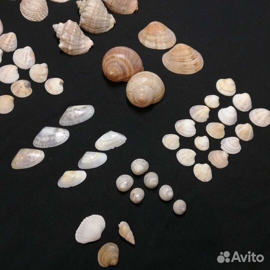 Морские ракушки