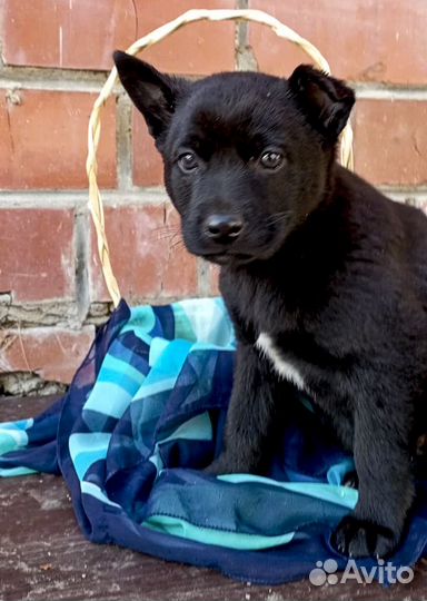 Щенок-девочка Багира в дар
