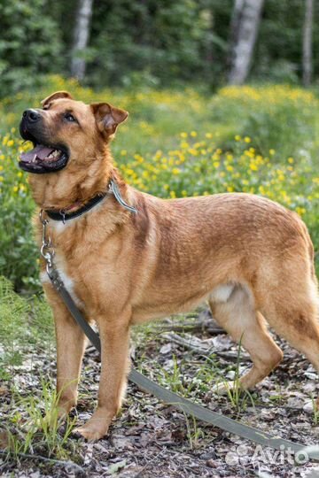 Пёс в добрые руки