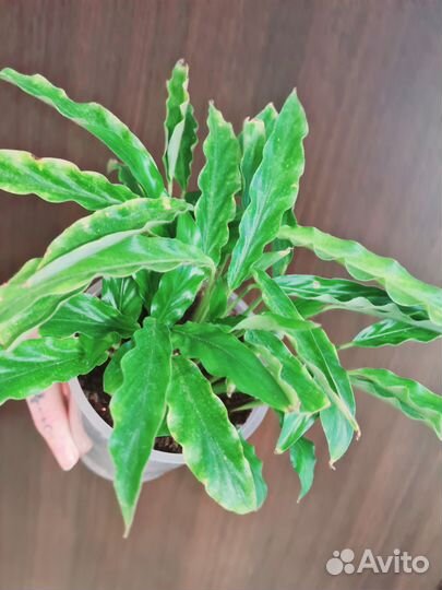 Калатея руфибарба