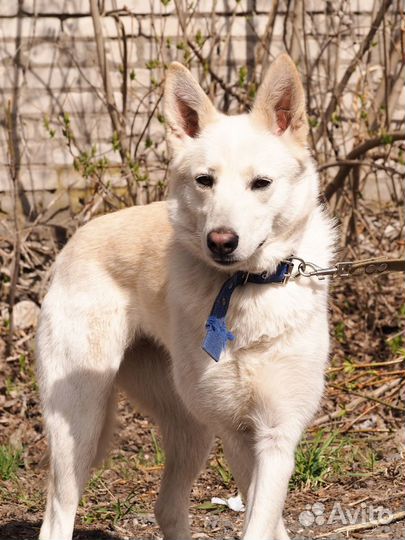 Собака Люба