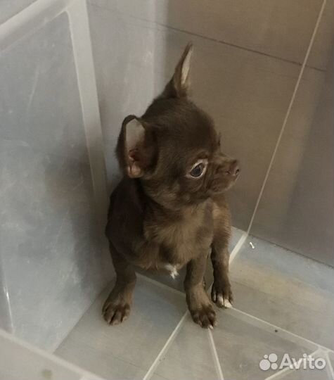 Чихуахуа шоколадный Бравый