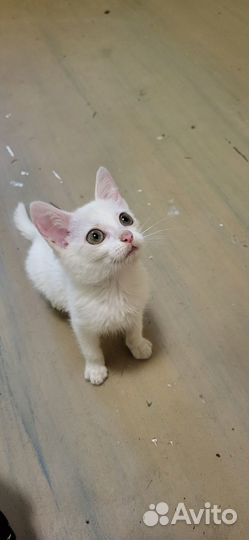 Кошечка в добрые руки