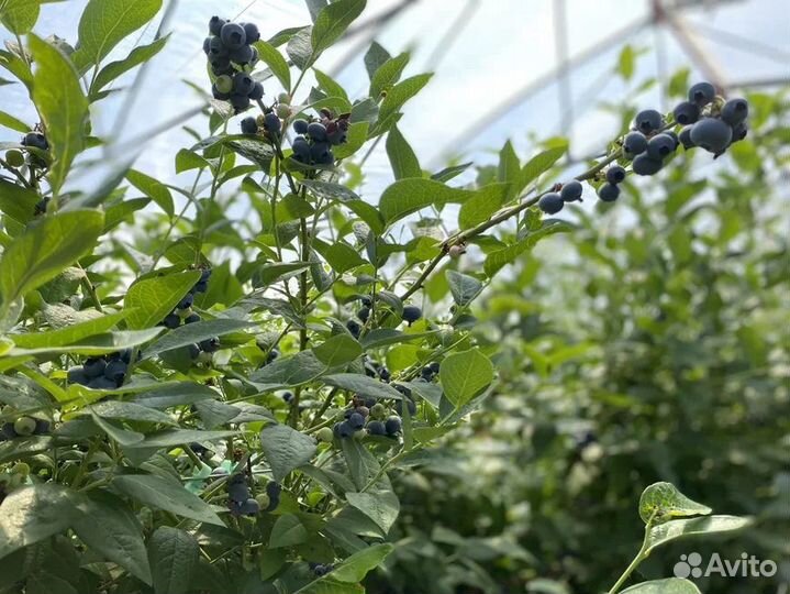 Голубика 5лет