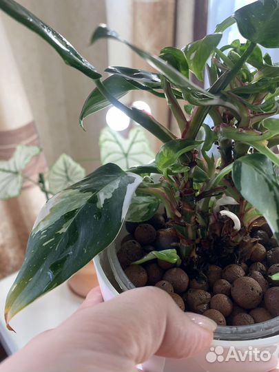 Филодендрон белая принцесса