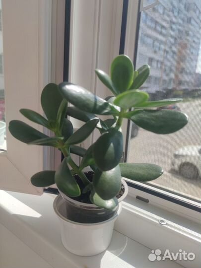 Толстянка, Денежное дерево, Крассула