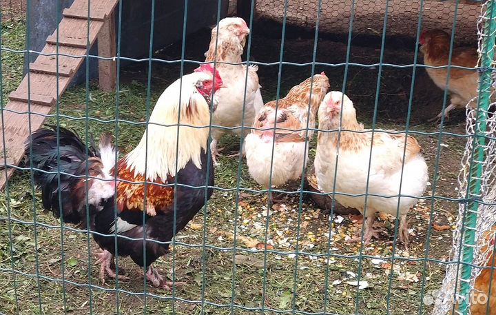 Куры несушки Фавероль
