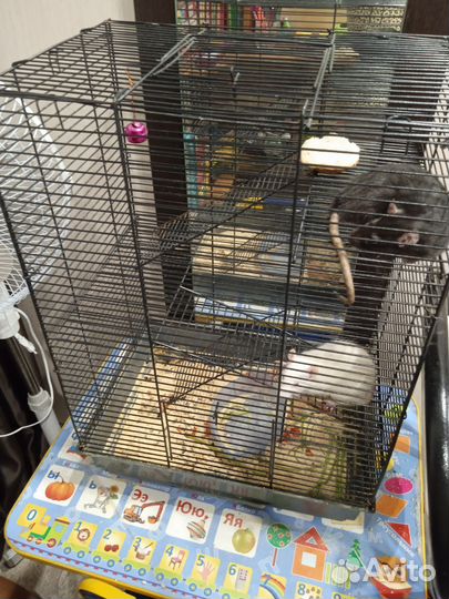 Крысы с клеткой