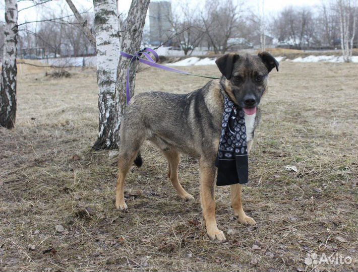 Добби-янтарные глазки, мягкие ушки ищет дом