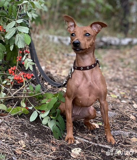Отель для собак Собачья Дача