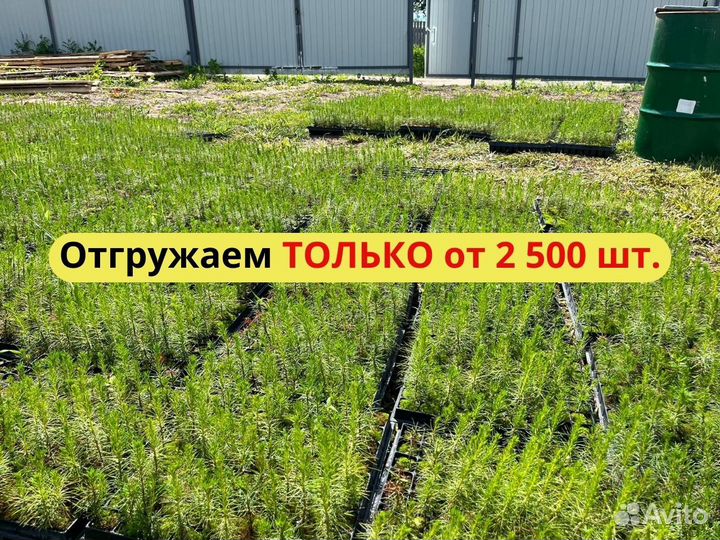 Саженцы ели европейской зкс от производителя
