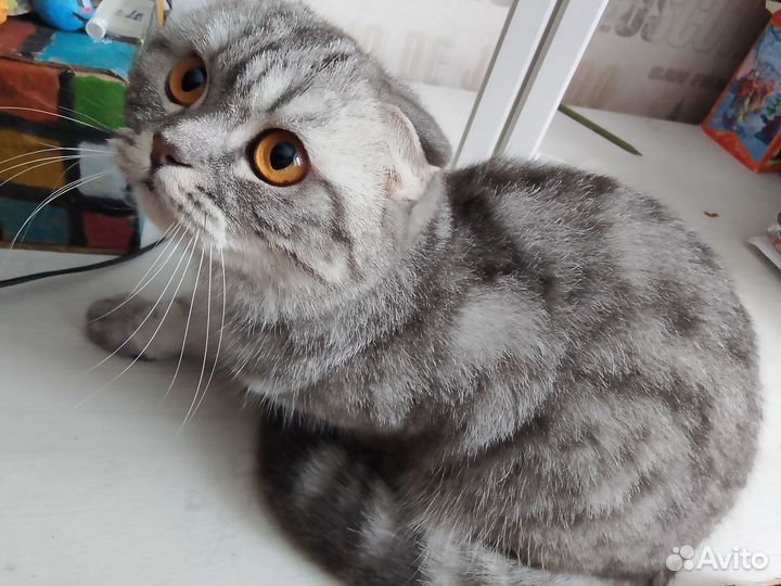 Кошечка бесплатно