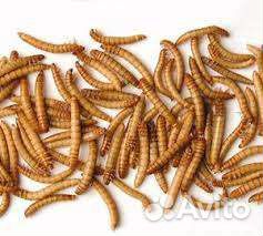 Мучной червь, зофобос -2,5