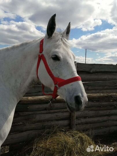 Уздечки, недоуздки, вожжи, ошейники