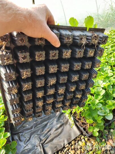 Рассада клубники Азия