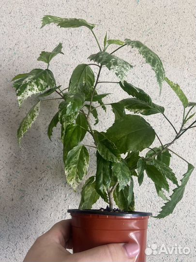 Гибискус снежная королева