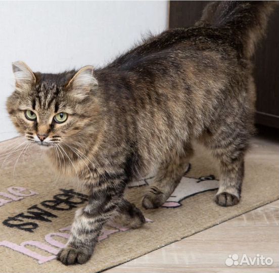 Кошечка Сима в добрые руки