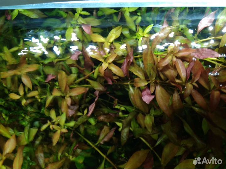 Аквариумные растения