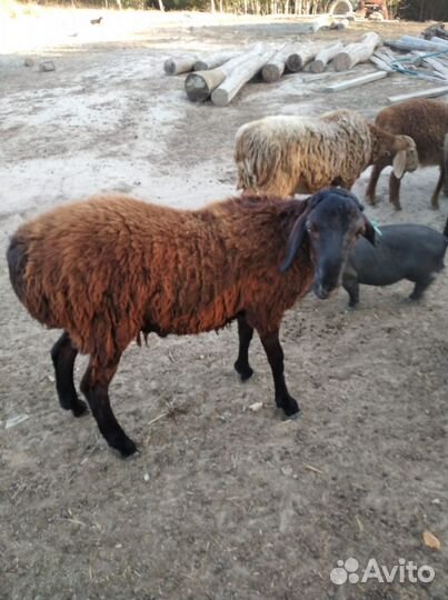 Баран гиссар